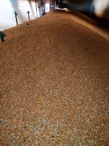 корм для домашних животных: Жүгөрү 22сомдон 28 тона бар - Фракция: мелко- и среднедроблёная — 3