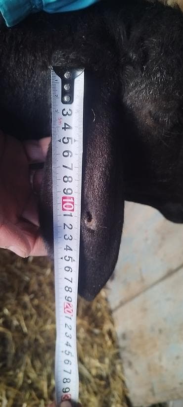 кочкор афган: Арашан 2 тиш кой козусу менен Козу линия бульдозер Ургаачы. Бир — 7