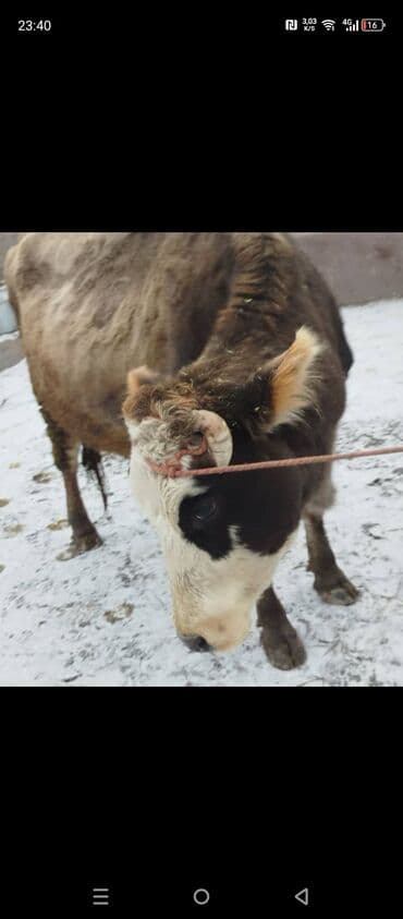 кунай минато: Уй сатылат 5 ичинде 5 лит суту бар 140 сурап жатабыз бирок сулошу жолу — 1
