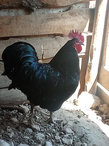 бельгийская малинуа: Продаю | Петух | Для разведения — 2