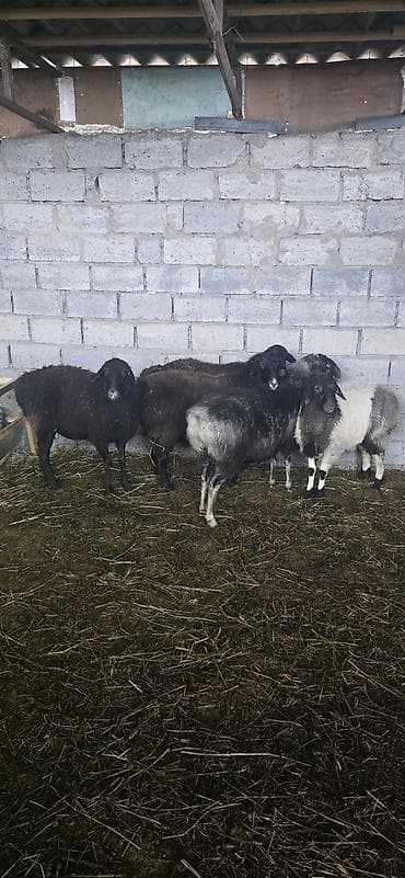 животные на продажу: Продаю | Овца (самка) — 3