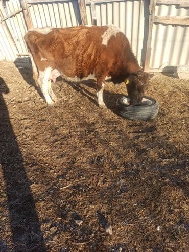 коровы дойная: Продаю | Корова (самка) | Полукровка, Симментальская | На откорм, Для разведения, Для молока — 4