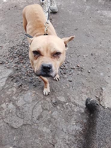 Услуги ветеринара: Питомец: собака на поводке Описание: - Порода/тип: собака среднего — 2