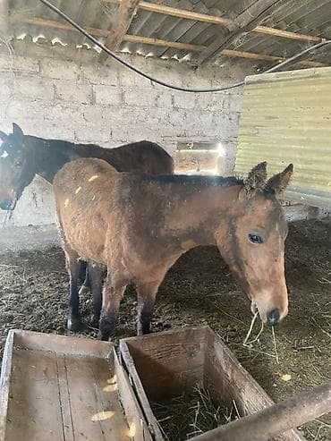 кой сойуш: Бир жаш тайлар 3 уургачы 3 эркек тайлар 
75000 мин сомдон — 4