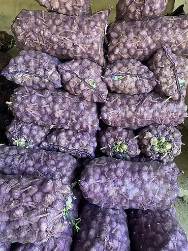 купить карагат: Чеснок Оптом, Самовывоз, Платная доставка — 4
