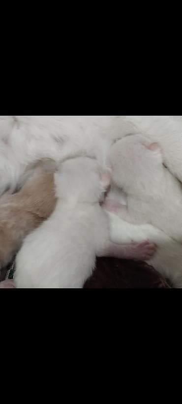 Отдам даром кошку: Катёнку кому нужна . Обратите по ном — 3