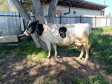 суш для пчел: Продаю | Корова (самка) | Для молока | Стельные — 3