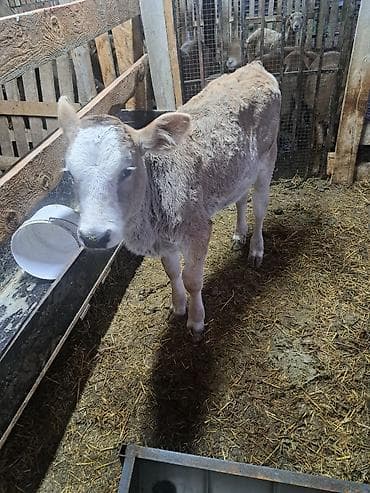 коровы продаю: Продаю | Корова (самка) | Для молока | Привязанные — 5