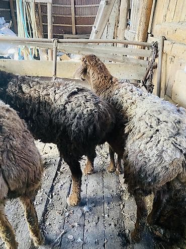 собака породы йоркширский терьер: Продаю | Овца (самка) | Для разведения — 5