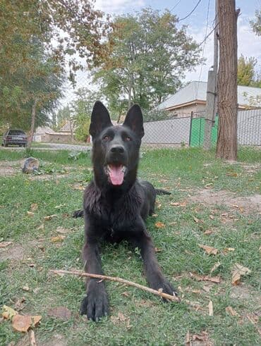 немецкая овчарка собака: Ит бекер берилет: Немис овчаркасы, 8 айлык, Эркек, Эмделген — 8