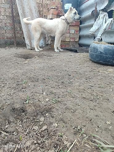 кошка 302: Собака крупной породы, кремового окраса с темной маской на морде — 2