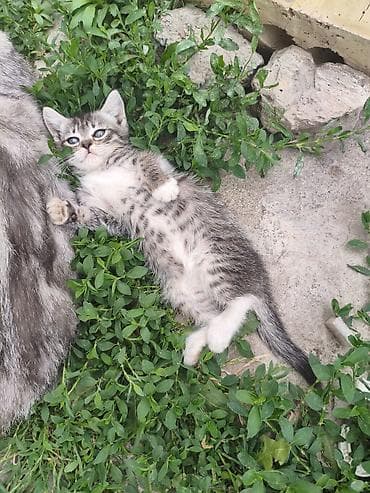Мышыктар: Шотландские котята - Скоттиш Страйк, помёт из 4 малышей. Родились 27 — 9