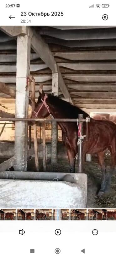 цены породистых собак: Продаю | Жеребец | Для разведения — 2