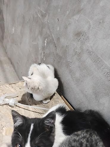 ящик аары: Котята, домашние любимцы. жалко их выбрасывать . поэтому если есть — 8