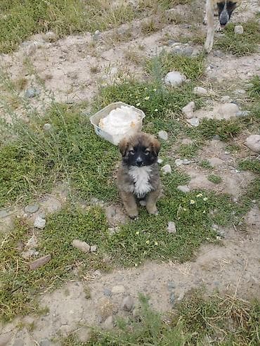 то куш: Собака даром: Дворняжка, 3 месяца, Самец — 3