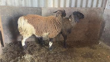 голуби животное: Продаю | Овца (самка), Ягненок | Полукровка | На забой, Для разведения, Для шерсти — 8
