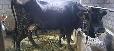 тайлар арзан: Продаю | Корова (самка) | Для молока — 4