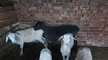 Башка жаныбарлар: Сатам | Кочкор (эркек) | Союуга | Бычылган — 7