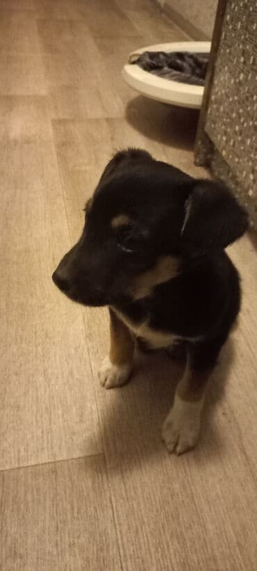 акустические системы xd design колонка в виде собак: - Пол: мальчик - Окрас: черный с рыжими подпалинами и белыми — 2