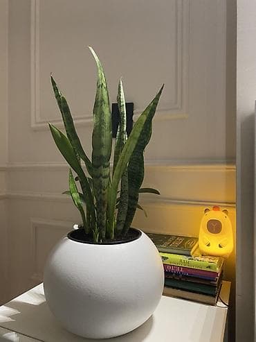 драценна: Сансевиерия (Sansevieria trifasciata, «щучий хвост») в декоративном — 4