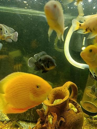 купить малька сазана: Продается самец элангатус,елоу, орхидея по 250с подростки бирюзовая — 4