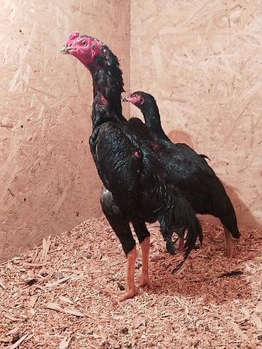 Дакан Короздор сатылат 4 штук бар активный алмашу жолдору бар адрес at lalafo.kg Дакан Короздор сатылат 4 штук бар активный алмашу жолдору бар адрес