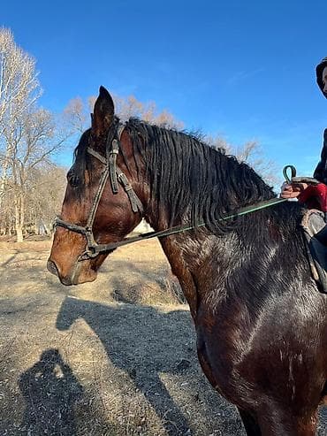 бышты кунан: Сатам | Байтал — 2