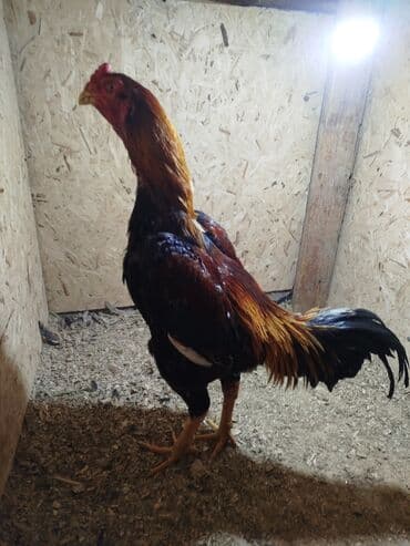 ак кой: Дакан короз сатылат Бир козу ачык кор активный алмашу жолдору бар — 1