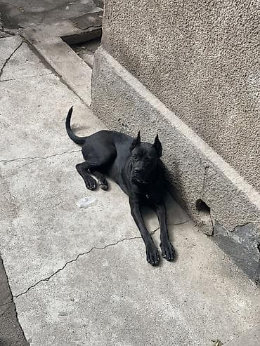 кане корс: Кане-корсо, 2 года, Самка — 4