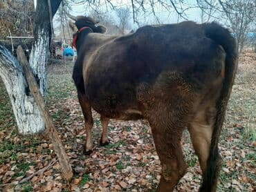 купить собаку вельш корги пемброк: Продаю | Тёлка | Полукровка | На откорм | Нетель — 6