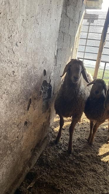 ош жапалак: Сатам | Ургаачы кой (ургаачы) | Көбөйтүү үчүн | Асыл тукумдуу, Жасалма жол менен боозутуу — 5