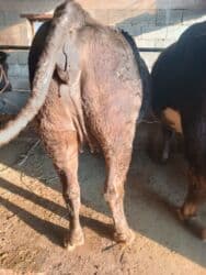 сколько длится беременность коровы: Продаю | Корова (самка) | Алатауская, Швицкая | Для разведения, Для молока | Племенные, Стельные, Искусственник — 2