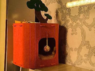 сколько стоит кошки: Кошка (светло-кремовый окрас) - смешано породистый короткошёрстная — 2