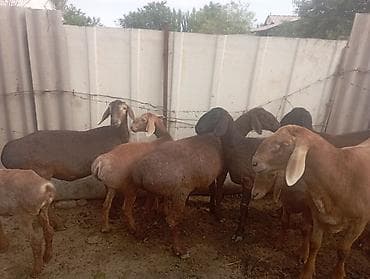 гуси линда: Продаю | Овца (самка) | Полукровка | Для разведения | Племенные — 1