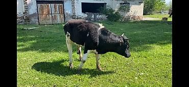 быки оптом: Продаю | Бык (самец) — 4