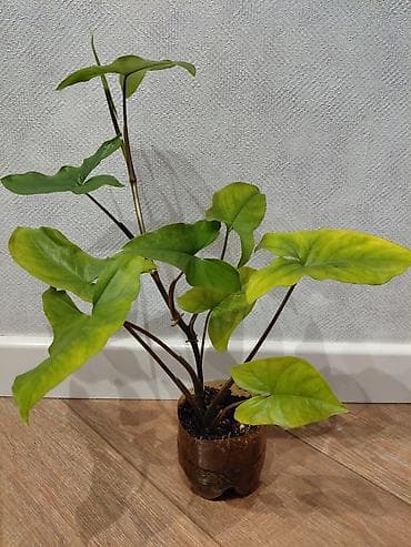 лианы: Продаются комнатные цветы: лиана, сингониум, алоэ вера — 1