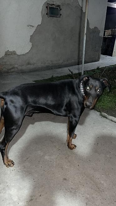 Продажа собак: Доберман, 3 года, Самец — 5