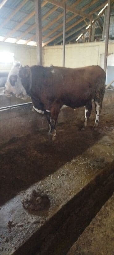 корм оптом: Продаю | Бык (самец) | Полукровка | Для разведения | Племенные — 2