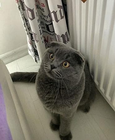 кошки шотланские: Шотландская вислоухая кошка (Scottish Fold), окрас блю (серый) — 1