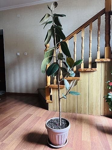 каучуконосный фикус: Фикус эластика (Ficus elastica, каучуконосный) в напольном горшке. - — 4