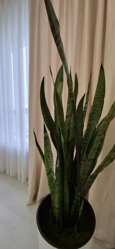 flat in osh: 1 комната, Постельное белье, Бронь, Бытовая техника — 4