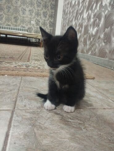 Собаки: Отдам котят в добрые руки, возраст примерно 1-2 месяца, приучены к — 1