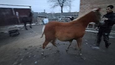 зоомагазин бишкек с животными: Продаю | Жеребенок | Полукровка | Для разведения — 8