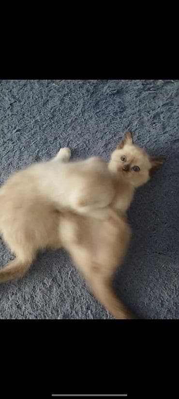 шатланский кошка: Шотландские котята (скоттиш-фолд/скоттиш-страйт), помёт от домашней — 4