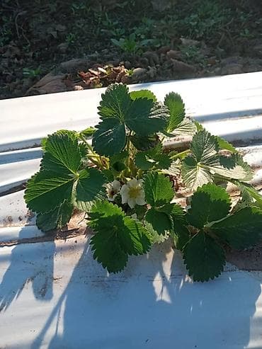 кукуруза на попкорн: Саженцы (Көчөт) Клубника Альбион сатылат. Ачык тамыр, жерден казылган — 4