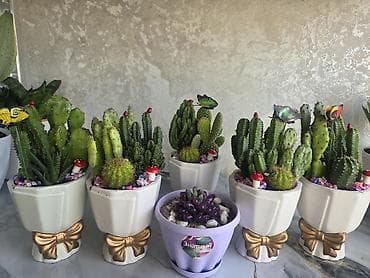 Комнатные розы: Композиция из суккулентов в многоярусном кашпо - Состав: несколько — 4