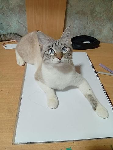 Кошка с яркими голубыми глазами и окрасом сил-табби-пойнт. Описание