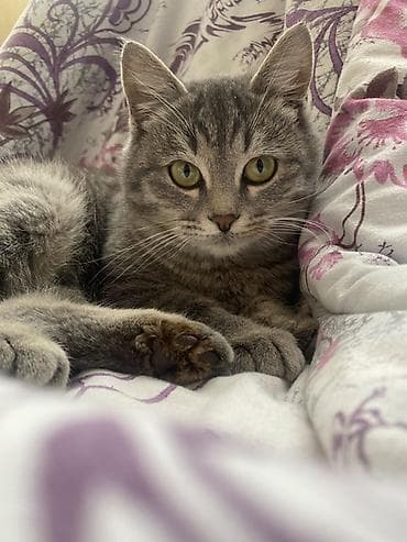 ангора кошка купить: Кошка даром: Беспородная, 1 год, Девочка — 5