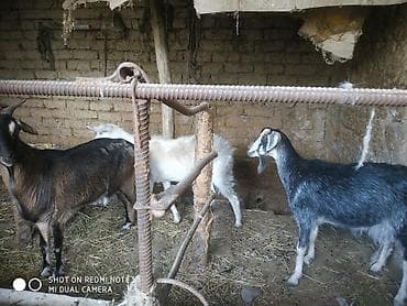 козу: Продаю | Коза (самка) | Для разведения, Для молока | Котные — 1