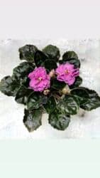 петуния рассада купить: Продаю сортовые, коллекционные фиалки (стандартные, трейлерные,мини и — 25